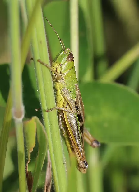 Gemeiner Grashüpfer