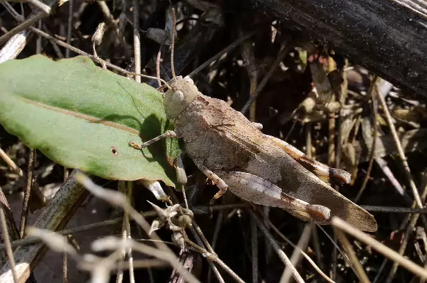 Blauflügelige Ödlandschrecke