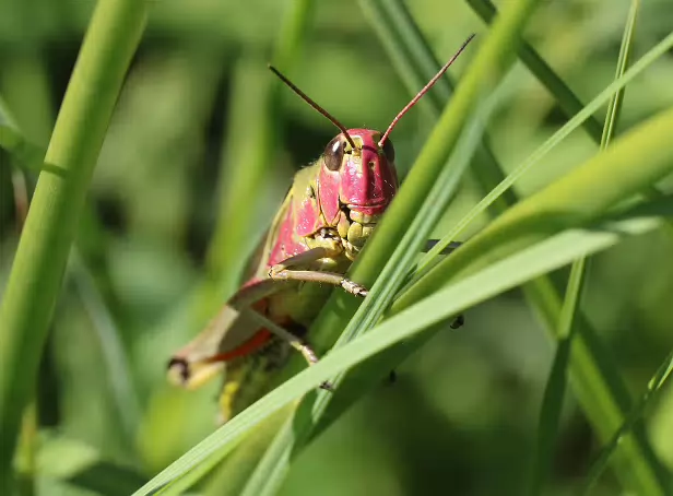 Sumpfschrecke