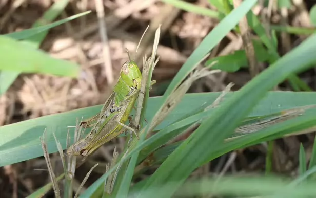 Gemeiner Grashüpfer