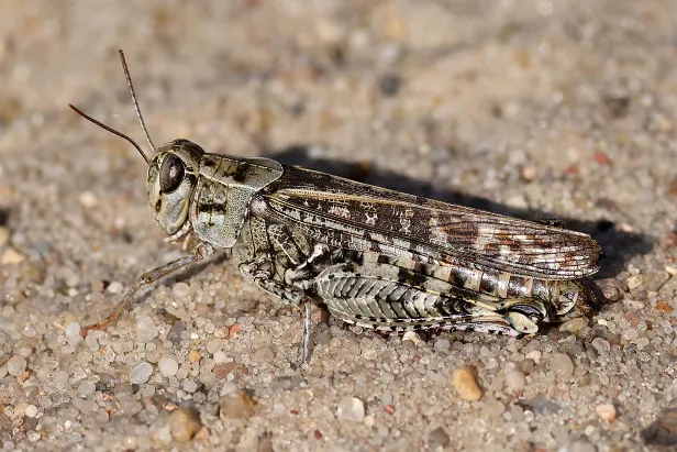 Blauflügelige Ödlandschrecke Oedipoda caerulescens