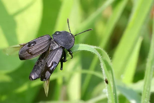 Schwarze Aaskäfer