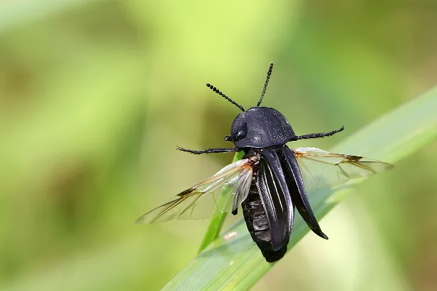 Schwarze Aaskäfer