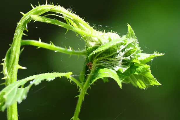 Zusammengesponnen Junge Triebe mit Spinnenfaden