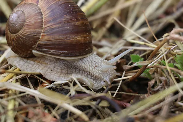 Weinbergschnecke