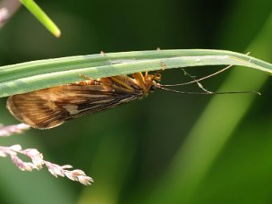 Fliegen-Zweiflügler