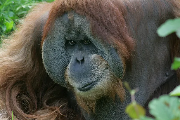 Sumatra-Orang-Utan