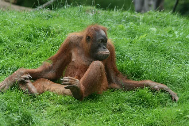 Sumatra-Orang-Utan