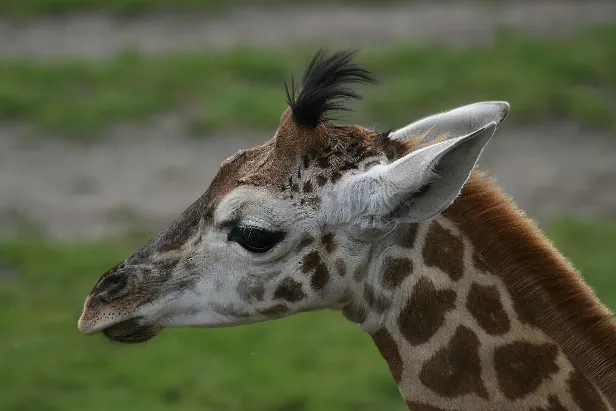 Giraffe