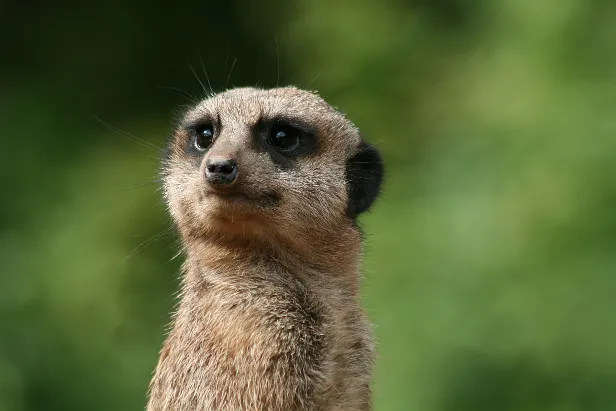 Erdmännchen