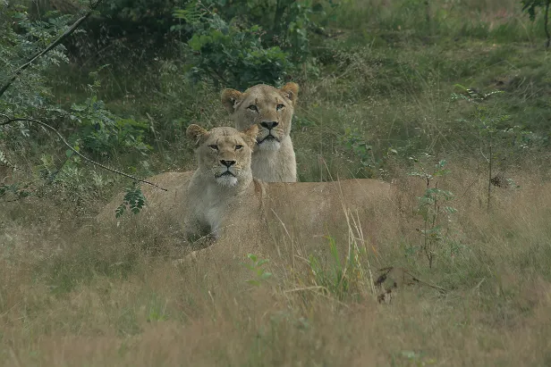 Löwe Panthera leo