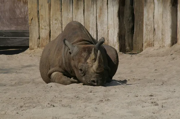 Ostafrikanisches Spitzmaulnashorn