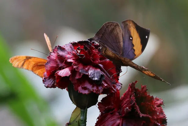 Indisches Blatt
