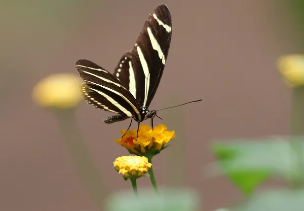 Zebrafalter