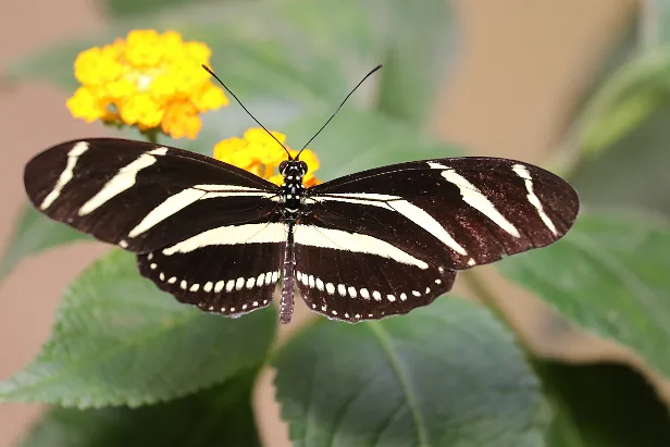Zebrafalter