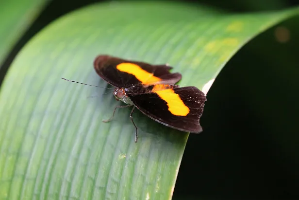 orangefarbener Schuhmacherschmetterling