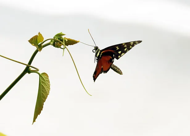 Tiger-Passionsblumenfalter