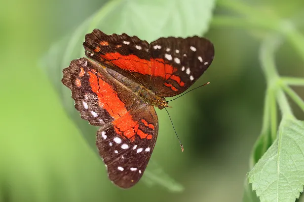 Roter Pfau