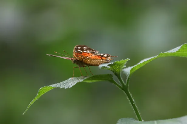 Roter Pfau