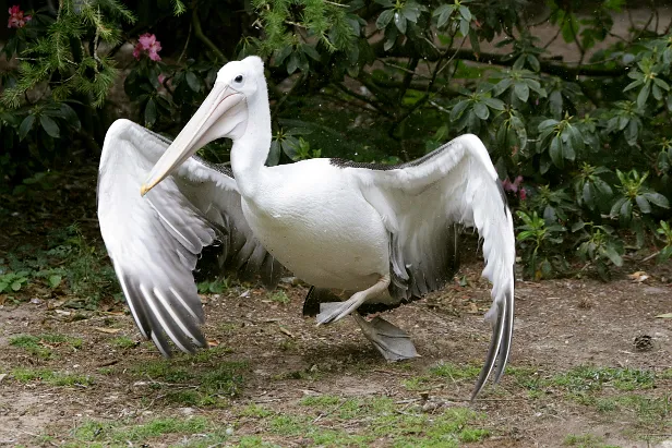 Chilepelikan Weltvogelpark Walsrode