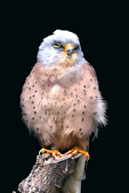 Rötelfalke Weltvogelpark Walsrode