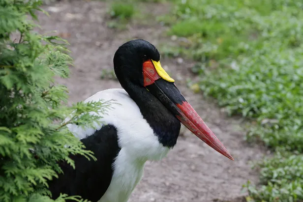 Sattelstorch Weltvogelpark Walsrode