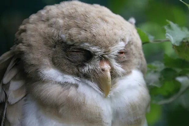 Brillenkauz Weltvogelpark Walsrode