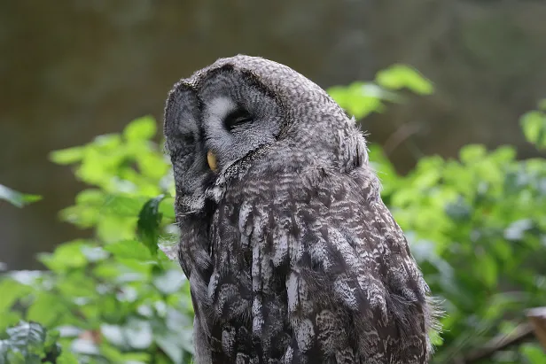 Bartkauz Weltvogelpark Walsrode