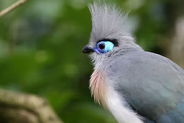 Spitzschopf-Seidenkuckuck Weltvogelpark Walsrode