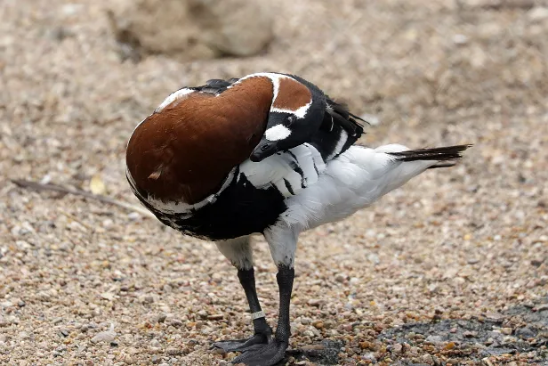 Rothalsgans Weltvogelpark Walsrode