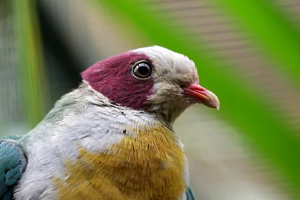 Gelbbrust-Fruchttaube Weltvogelpark Walsrode