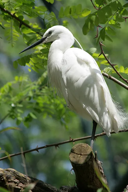 Seidenreiher Egretta garzetta