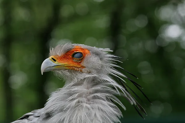 Sekretär