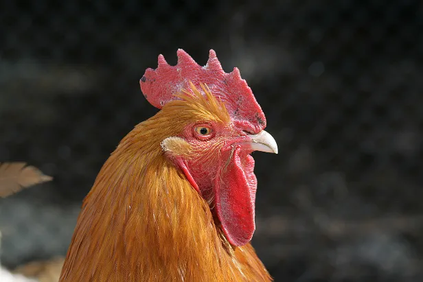 Hahn